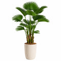 Pianta artificiale palma ventaglio 180 cm in plastica verde con vaso bianco per interni