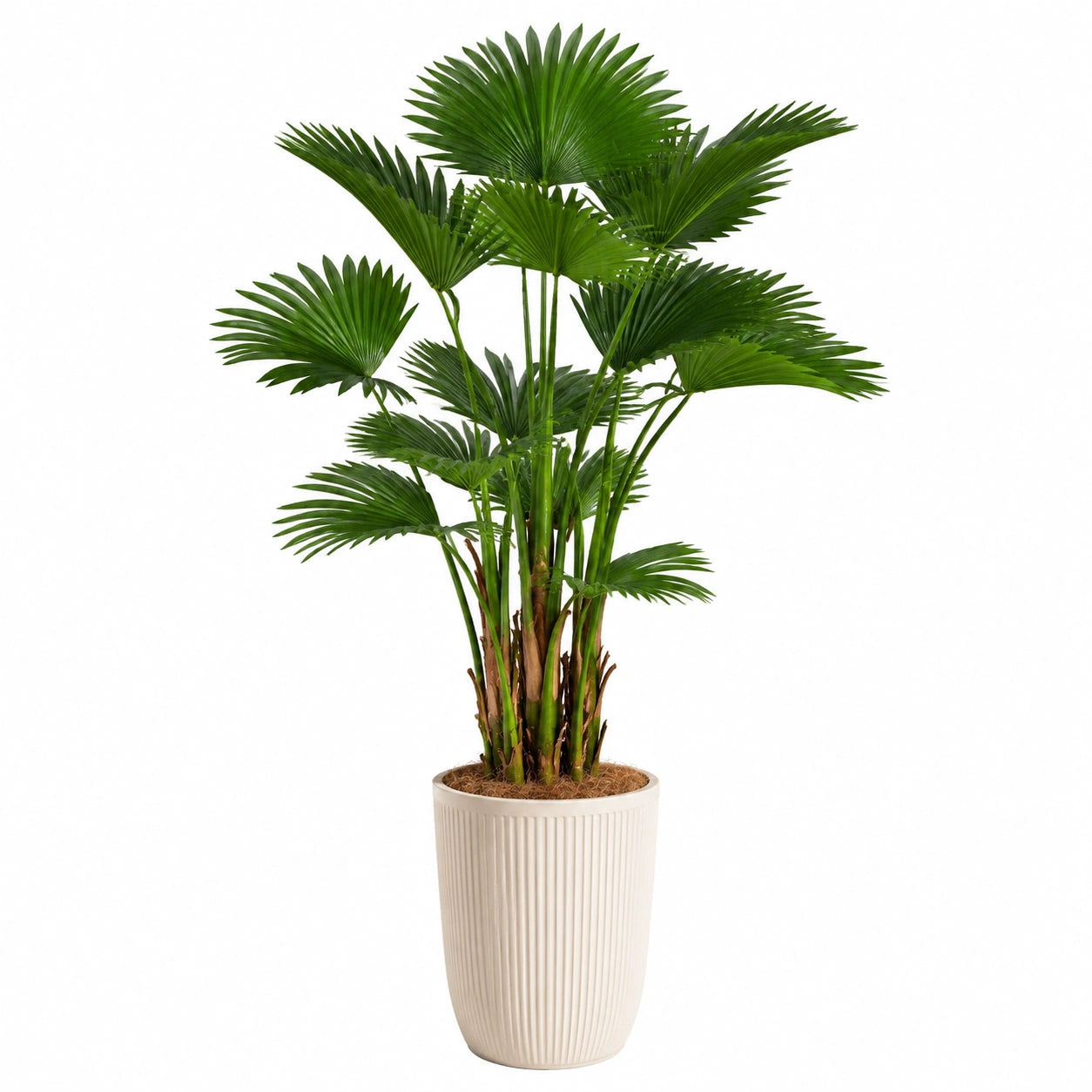Pianta artificiale palma ventaglio 180 cm in plastica verde con vaso bianco per interni