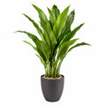 Pianta verde artificiale 150 cm in materiale sintetico verde con vaso nero - decorazione da interno